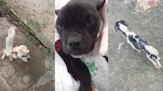 Cães vítimas de maus-tratos são resgatados e tutor é preso no Litoral Norte - Studio TV