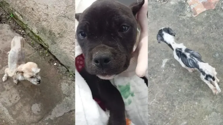 Cães vítimas de maus-tratos são resgatados e tutor é preso no Litoral Norte - Studio TV