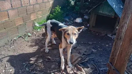 Cão em situação de maus-tratos é resgatado após denúncia em Cruz Alta - Studio TV