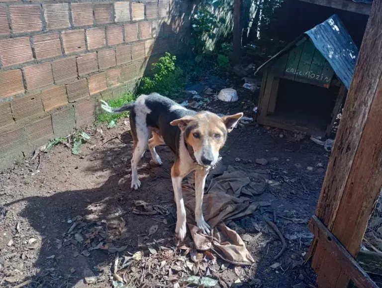 Cão em situação de maus-tratos é resgatado após denúncia em Cruz Alta - Studio TV