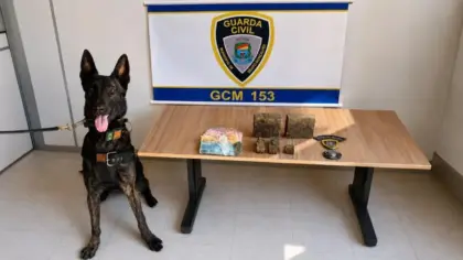 Cão K9 estreia em operação e ajuda GCM a localizar drogas em Bento Gonçalves - Studio TV