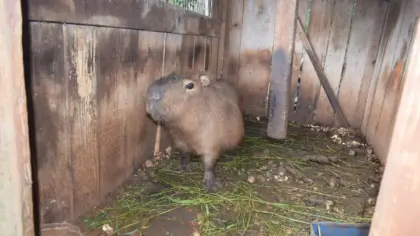 Capivara mantida em cativeiro ilegal é resgatada em Getúlio Vargas - Studio TV