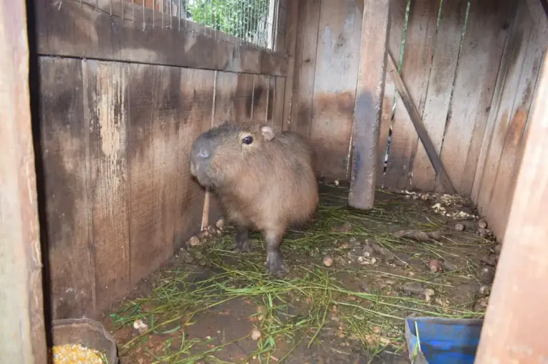 Capivara mantida em cativeiro ilegal é resgatada em Getúlio Vargas - Studio TV