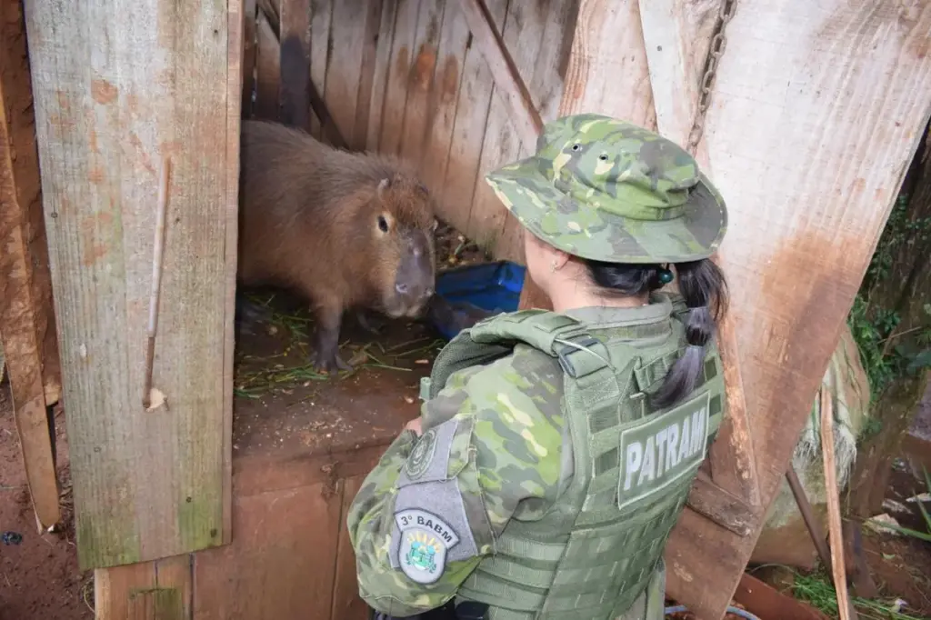 Capivara mantida em cativeiro ilegal é resgatada em Getúlio Vargas - Studio TV