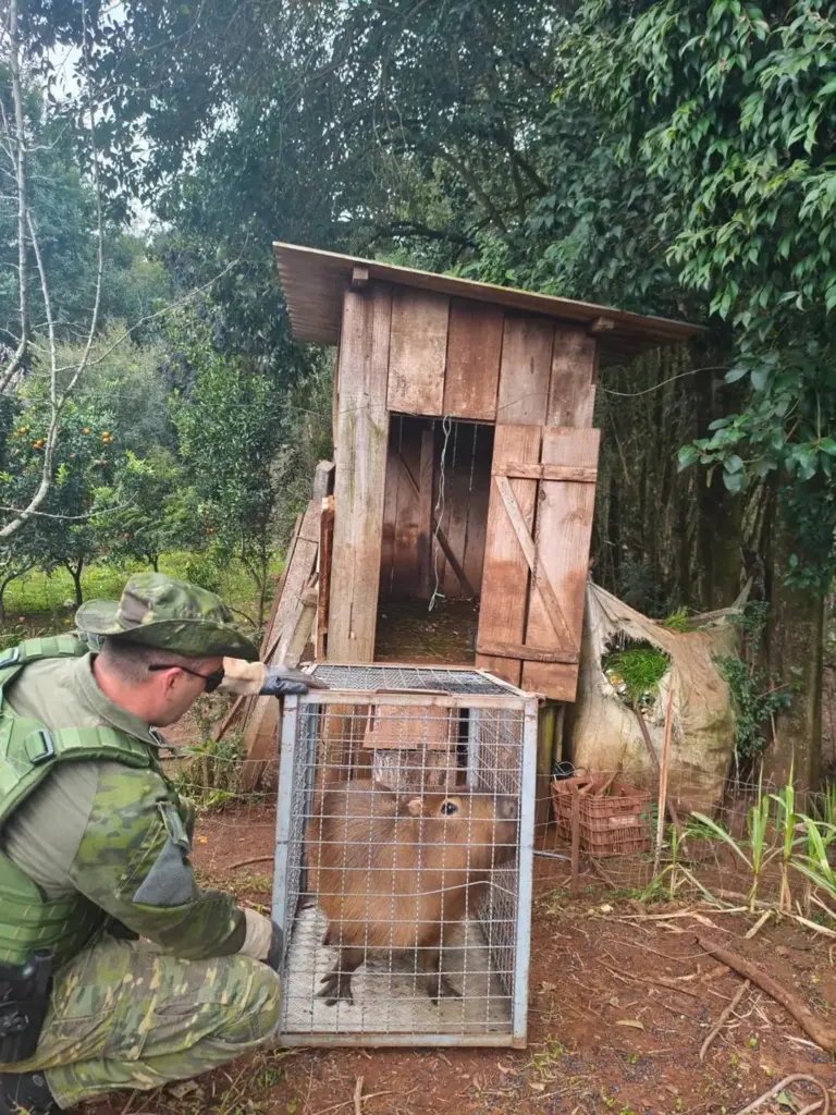 Capivara mantida em cativeiro ilegal é resgatada em Getúlio Vargas - Studio TV