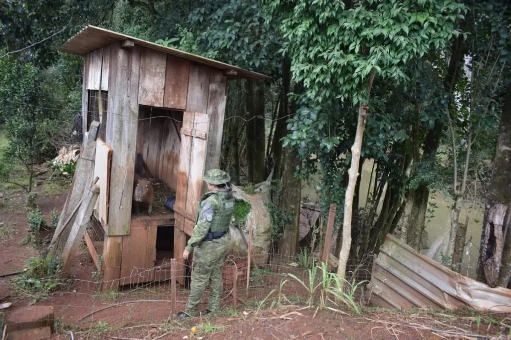 Capivara mantida em cativeiro ilegal é resgatada em Getúlio Vargas - Studio TV