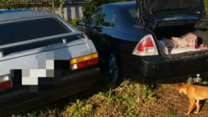 Casal é preso após desvio de 160 quilos de carne em SC - Studio TV