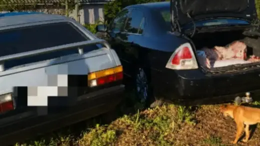Casal é preso após desvio de 160 quilos de carne em SC - Studio TV