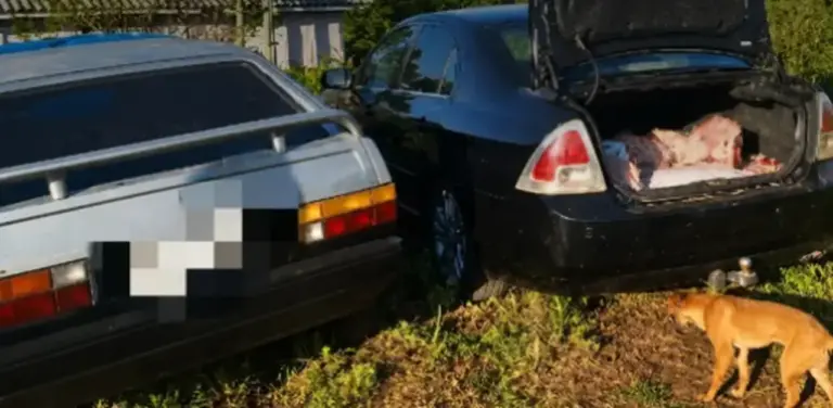 Casal é preso após desvio de 160 quilos de carne em SC - Studio TV
