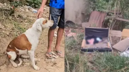Casal quer adotar bebê encontrado por cadela em terreno baldio de Minas Gerais - Studio TV
