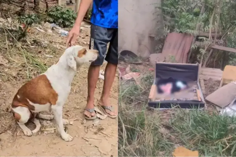 Casal quer adotar bebê encontrado por cadela em terreno baldio de Minas Gerais - Studio TV