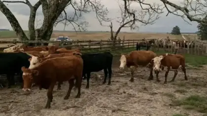 Caseiro admite participação em furto de gado e Brigada Militar recupera 18 animais em Rosário do Sul - Studio TV