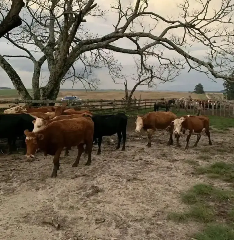 Caseiro admite participação em furto de gado e Brigada Militar recupera 18 animais em Rosário do Sul - Studio TV