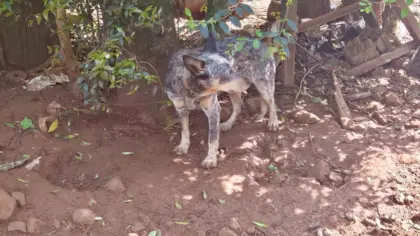 Caso de maus-tratos a animal é registrado no Norte do RS - Studio TV