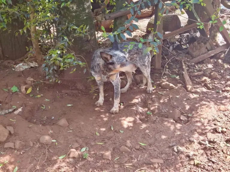 Caso de maus-tratos a animal é registrado no Norte do RS - Studio TV