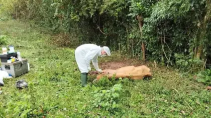 Crissiumal registra caso suspeito de raiva herbívora em bovino - Studio TV