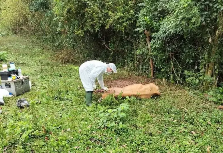 Crissiumal registra caso suspeito de raiva herbívora em bovino - Studio TV