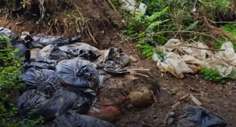Dezenas de cães são encontrados mortos em sacos de lixo em SC - Studio TV