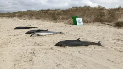 Encalhe incomum de quatro golfinhos mobiliza pesquisadores em Passo de Torres - Studio TV