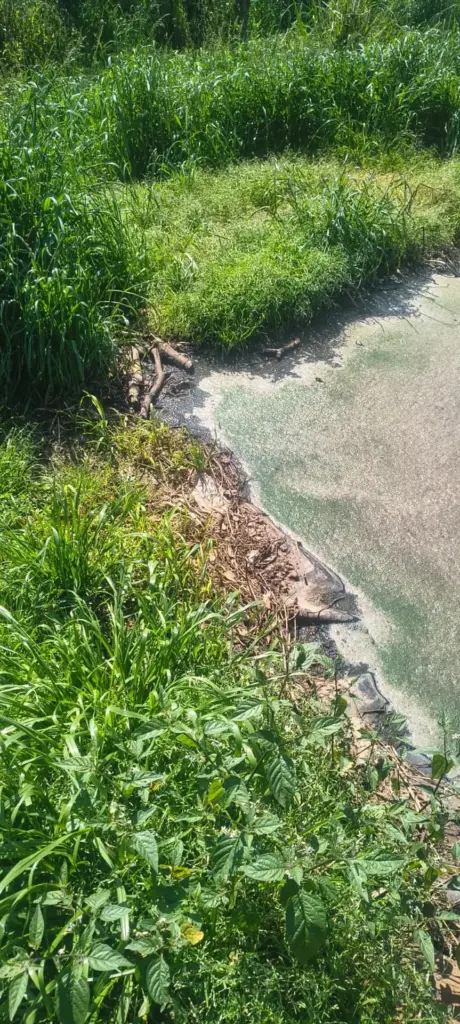 Fiscalização ambiental identifica transbordamento de dejetos e corte de árvores em Mato Castelhano - Studio TV
