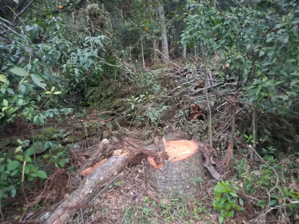 Fiscalização apreende carvão, lenha nativa e toras de araucária em Marau - Studio TV