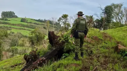 Fiscalização constata supressão de 6,3 mil m² de vegetação nativa no RS - Studio TV