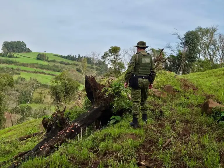Fiscalização constata supressão de 6,3 mil m² de vegetação nativa no RS - Studio TV