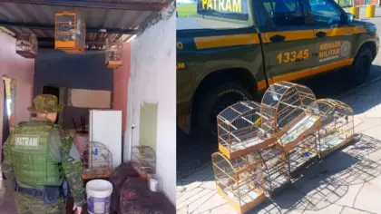 Fiscalização resgata aves silvestres mantidas irregularmente em Passo Fundo - Studio TV