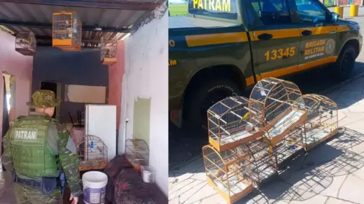 Fiscalização resgata aves silvestres mantidas irregularmente em Passo Fundo - Studio TV