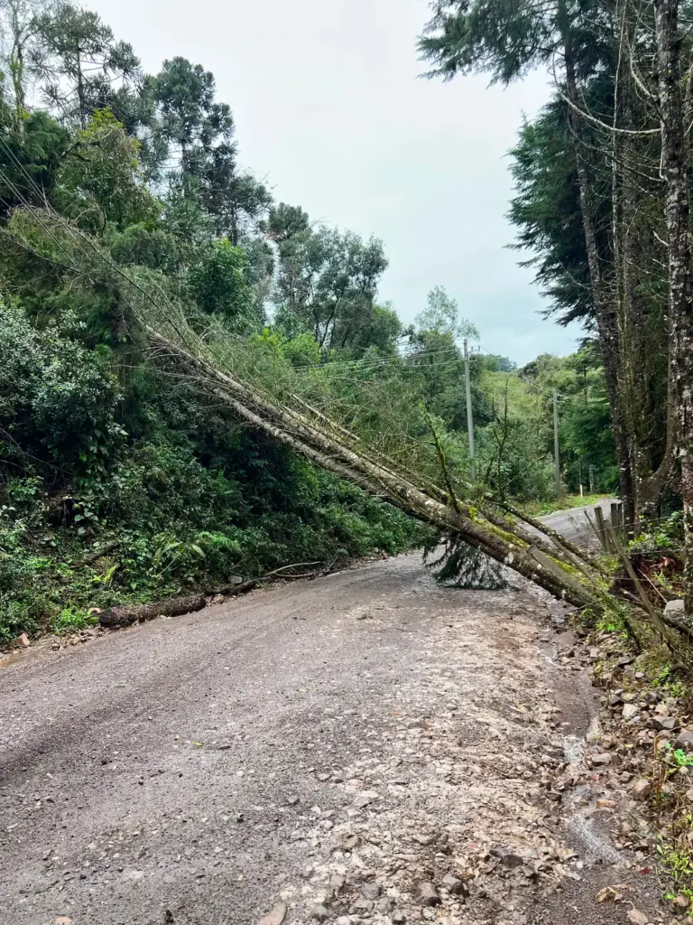 Fortes ventos derrubam árvores e destroem galpão em propriedade rural de Ipê - Studio TV