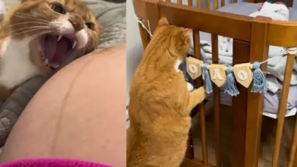 Gato que “protegeu” barriga da tutora por oito meses conhece bebês gêmeos e viraliza nas redes - Studio TV