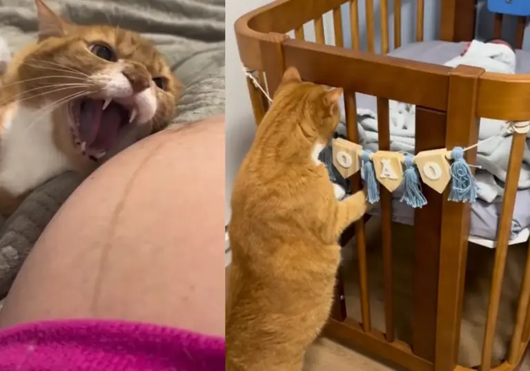 Gato que “protegeu” barriga da tutora por oito meses conhece bebês gêmeos e viraliza nas redes - Studio TV