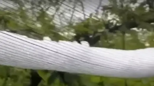 Granizo atinge a Serra Gaúcha e deixa prejuízos em pomares durante a madrugada - Studio TV
