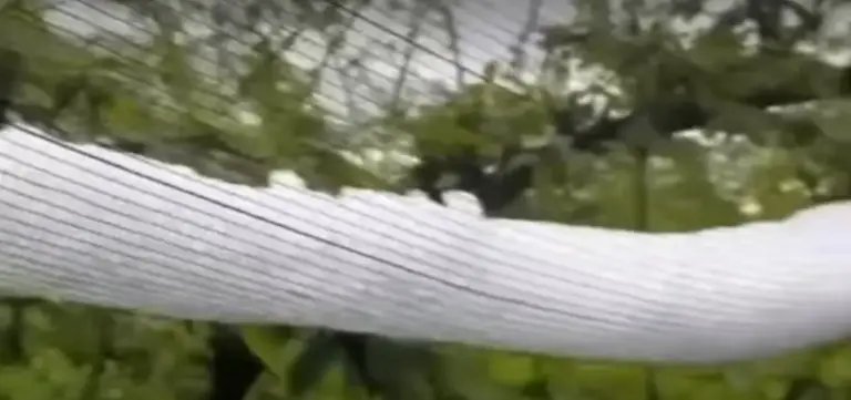 Granizo atinge a Serra Gaúcha e deixa prejuízos em pomares durante a madrugada - Studio TV