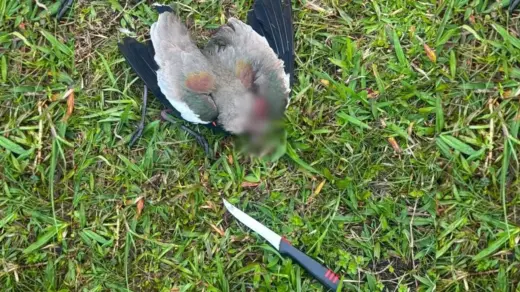 Homem é detido após morte de quero-queros em praça de Tramandaí - Studio TV