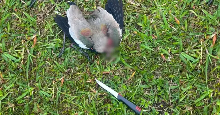 Homem é detido após morte de quero-queros em praça de Tramandaí - Studio TV
