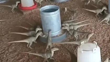 Homem quase paga R$ 500 por supostos “mini dinossauros” anunciados na internet - Studio TV