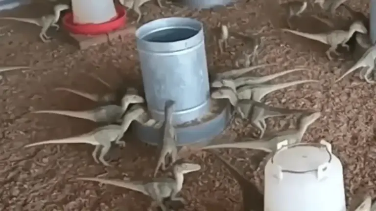 Homem quase paga R$ 500 por supostos “mini dinossauros” anunciados na internet - Studio TV
