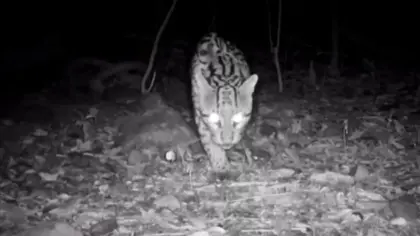 Jaguatirica é registrada por câmeras em reserva ambiental de Veranópolis - Studio TV