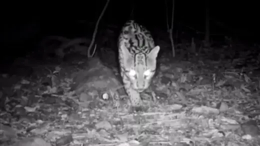 Jaguatirica é registrada por câmeras em reserva ambiental de Veranópolis - Studio TV