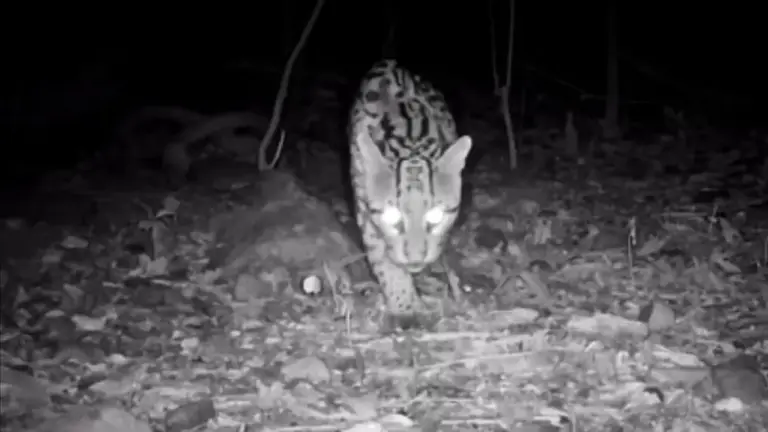 Jaguatirica é registrada por câmeras em reserva ambiental de Veranópolis - Studio TV