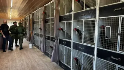Mais de 700 galos serão enviados para abate após operação em Gramado - Studio TV