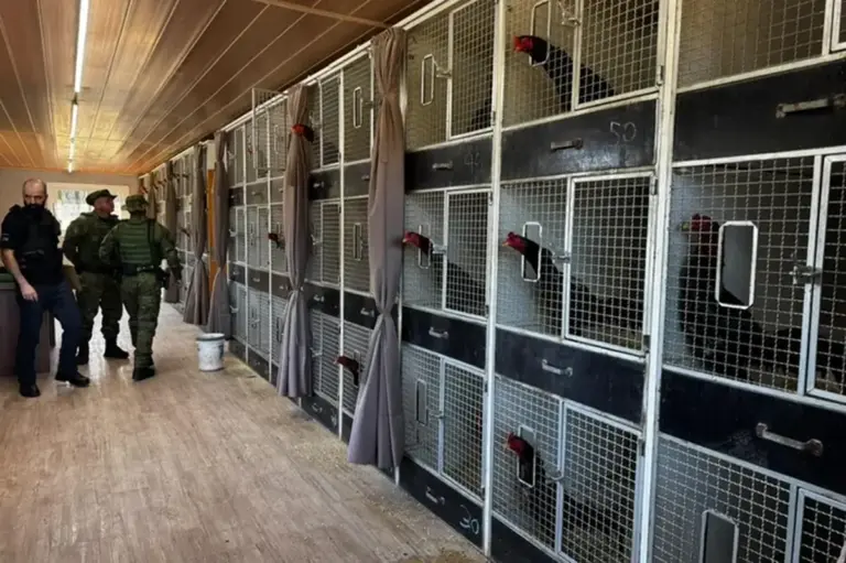 Mais de 700 galos serão enviados para abate após operação em Gramado - Studio TV