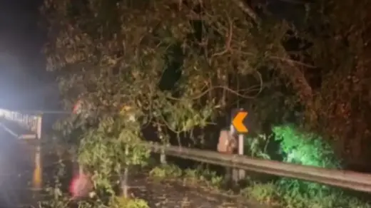 Motociclista de 33 anos morre após ser atingido por árvore na ERS-124 em Montenegro - Studio TV