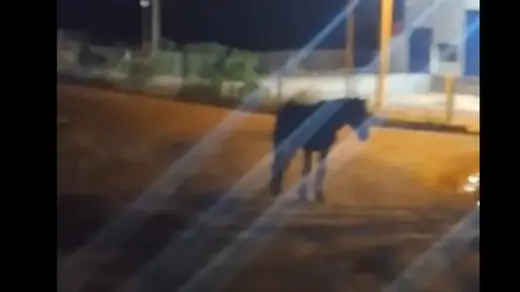 Motociclista fica gravemente ferido após colidir contra cavalo na ERS-324, em Passo Fundo - Studio TV