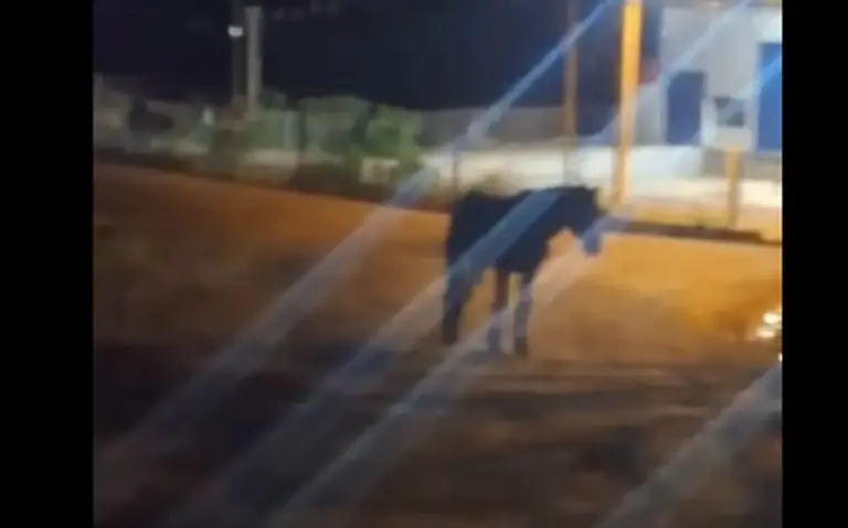 Motociclista fica gravemente ferido após colidir contra cavalo na ERS-324, em Passo Fundo - Studio TV