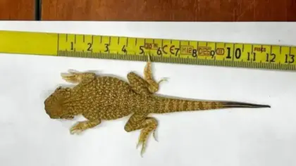 Mulher é flagrada com 116 lagartos vivos escondidos na jaqueta durante viagem - Studio TV