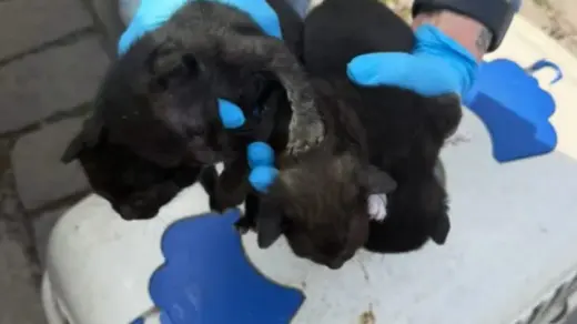 Mulher é presa por maus-tratos após 10 gatos serem encontrados em situação insalubre em Caxias do Sul - Studio TV