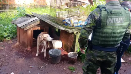 Oito cães são resgatados em situação de maus-tratos no RS - Studio TV