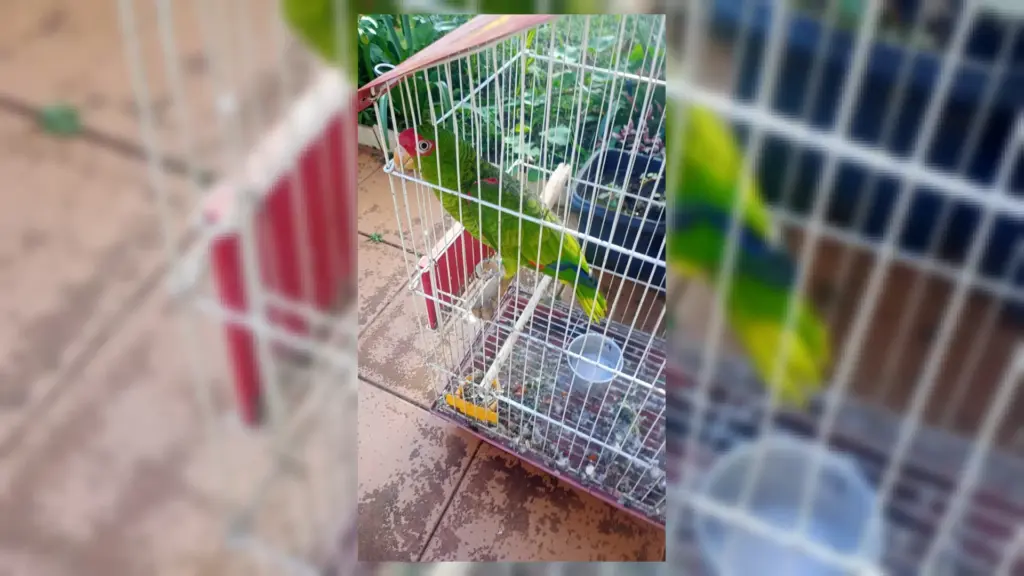 Oito cães são resgatados em situação de maus-tratos no RS - Studio TV